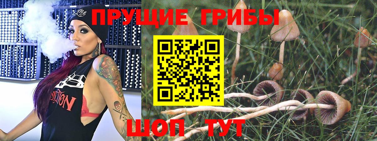 Галлюциногенные грибы Psilocybine cubensis Джанкой