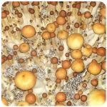 Псилоцибиновые (галлюциногенные)  грибы Psilocybin "Golden Teacher" в Джанкое