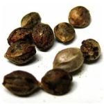 Семена марихуаны АК-47  (Seeds AK-47) в Джанкое